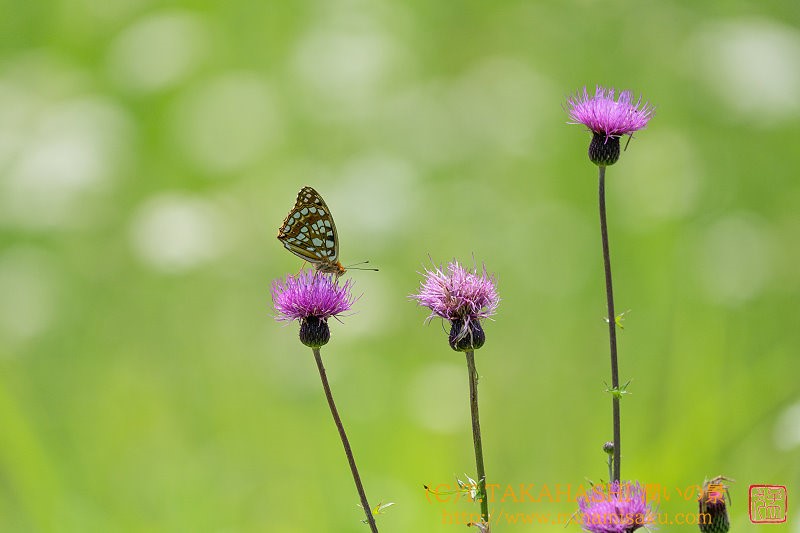 ../Images/7R250705 (159).jpg